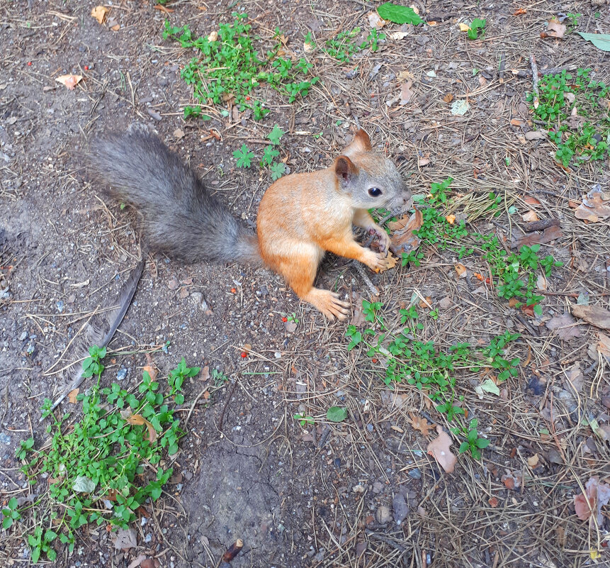 И ещё одна белка, только рыжая) - Дмитрий Петров И ещё одна белка, только рыжая) - Дмитрий Петров
