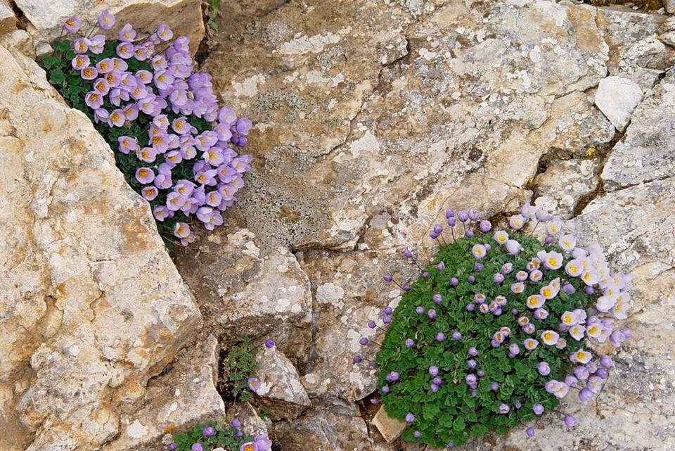 ПРОГУЛКА НА БОЛЬШОЙ ЧИМГАН - 2, с вершины. - Виктор Осипчук