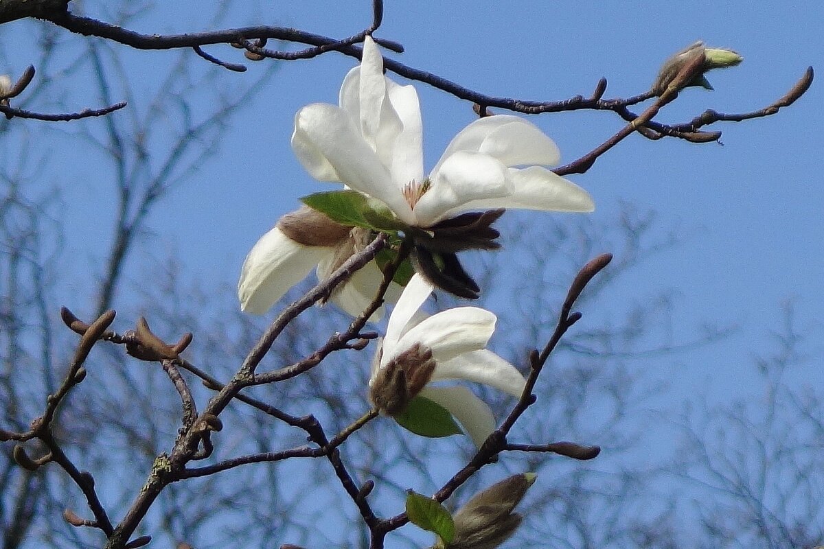 Апрельское цветение - Рита Симонова