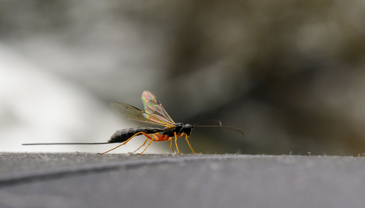 взяли попутчицу - Осень 