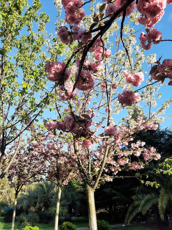 «Черешневый лес» - Tata Wolf