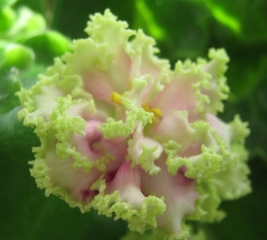 Фиалка - Елена Семигина Фиалка - Елена Семигина