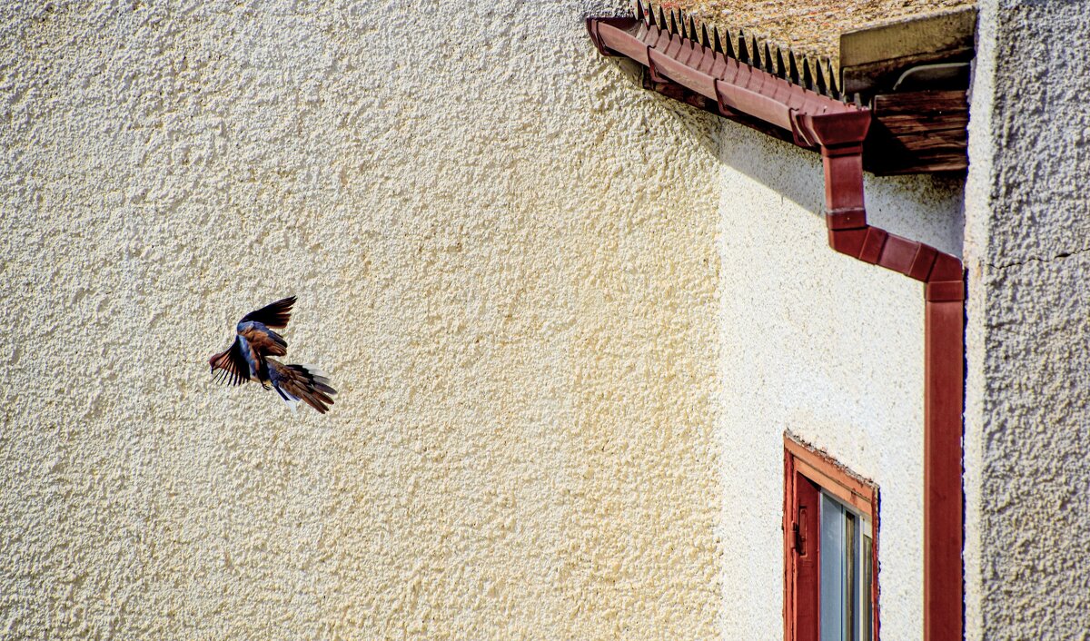 Жар-птица - Oleg4618 Шутченко