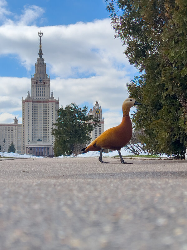 Утки у МГУ - Алексей Чуркин