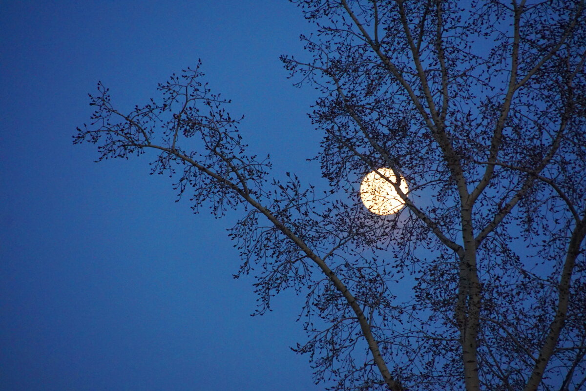 Полнолуние - Наталия Григорьева