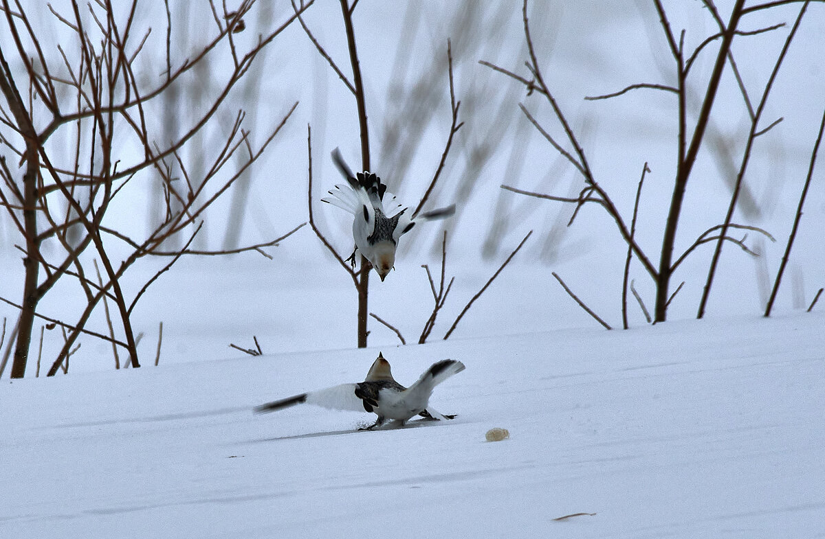 Пуночки - Игорь Шабалин