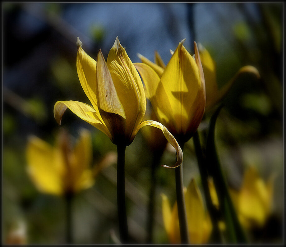 Дикий тюльпан... - Aleksandr Gal Дикий тюльпан... - Aleksandr Gal