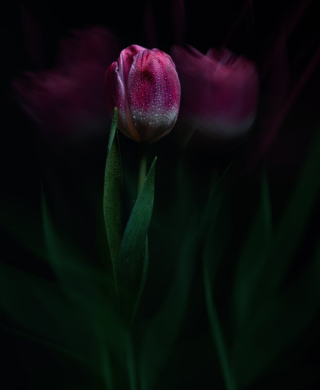 *** - Viktoria Anufrieva