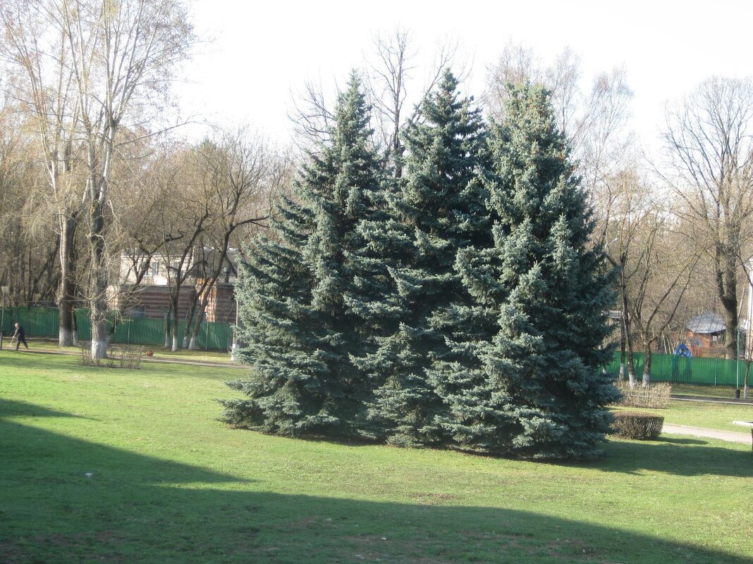 Ёлочки - Дмитрий Никитин