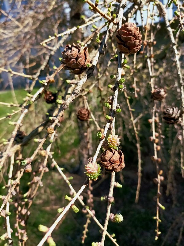 Апрель - Veera V