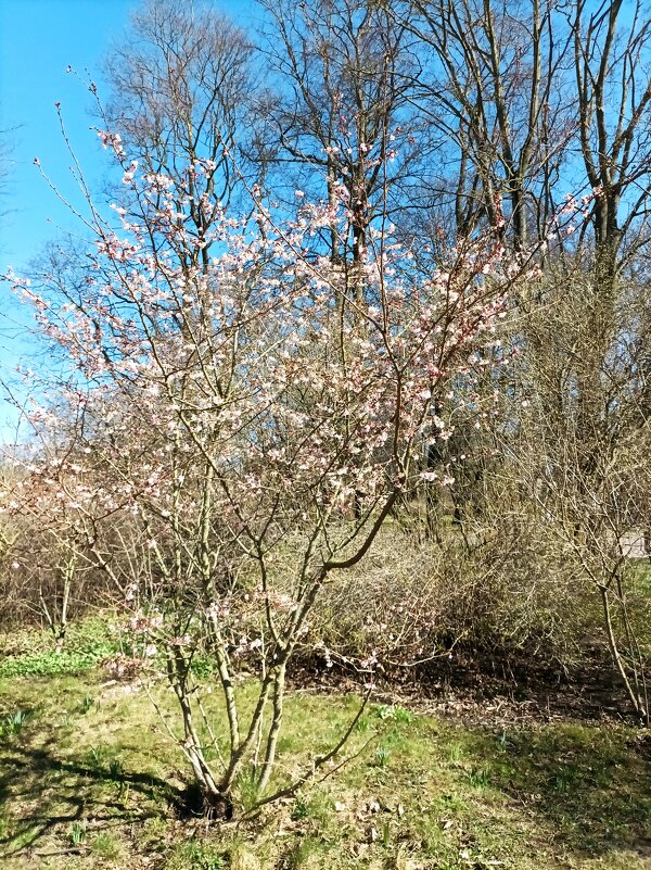 Апрель - Veera V