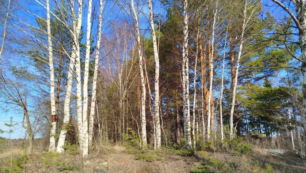 Весна - светлана льдокова Весна - светлана льдокова