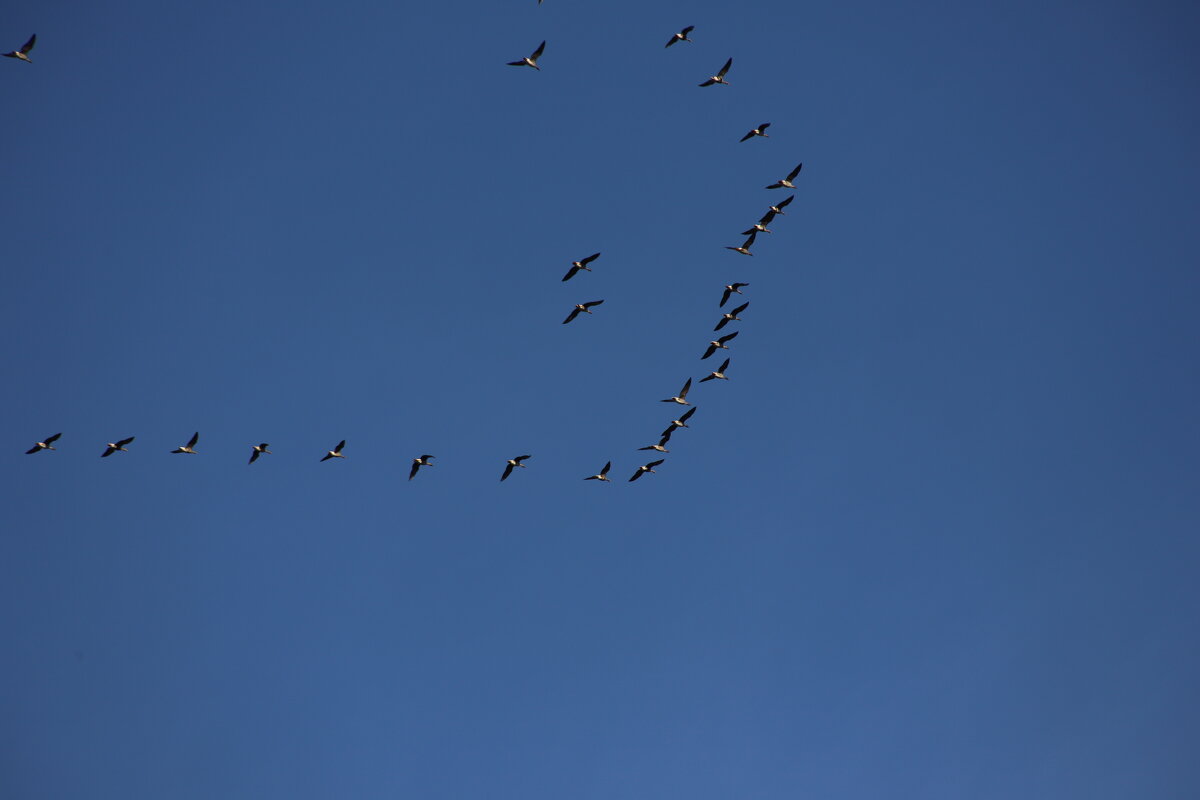 Гусь - краснов юрий 