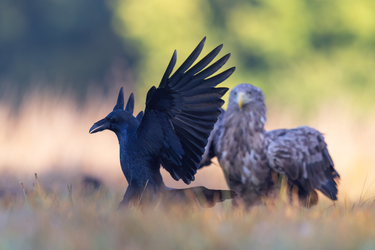 *** - Евгений Фруман