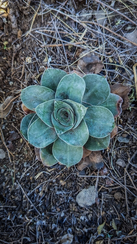 Суккулент - Дмитрий Демидович