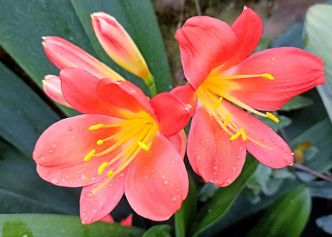 В Аптекарском огороде - Татьяна Тюменка