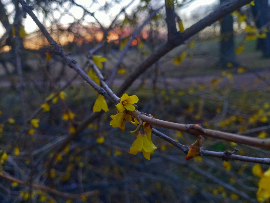 Форзиция - Сапсан 