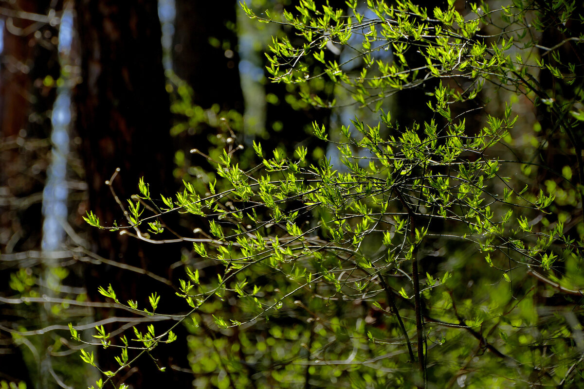 флора середины апреля 2 - Александр Прокудин