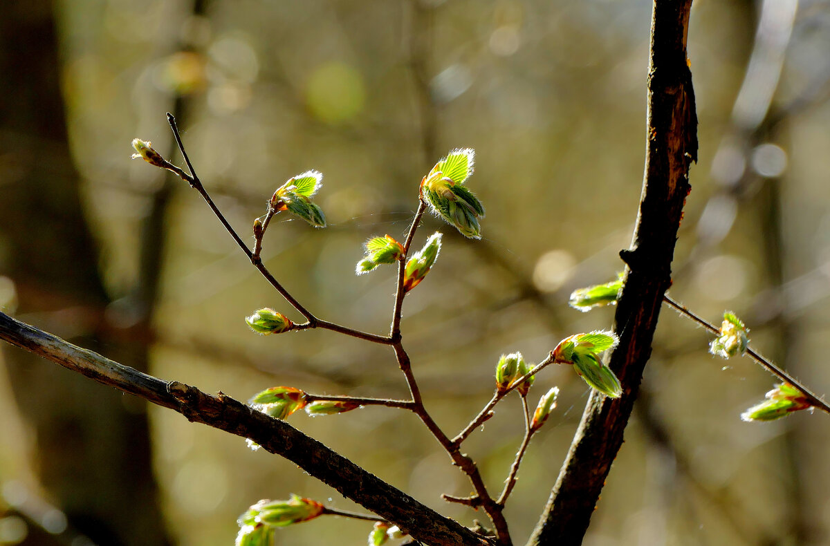 флора середины апреля  4 - Александр Прокудин