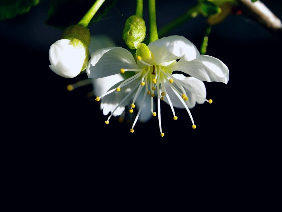 Цветение вишни - Сергей Швечков