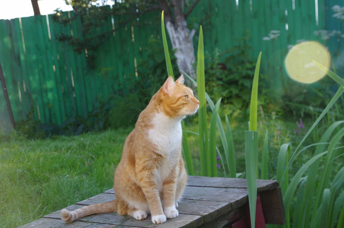 Встреча с непознанным - Сергей Швечков