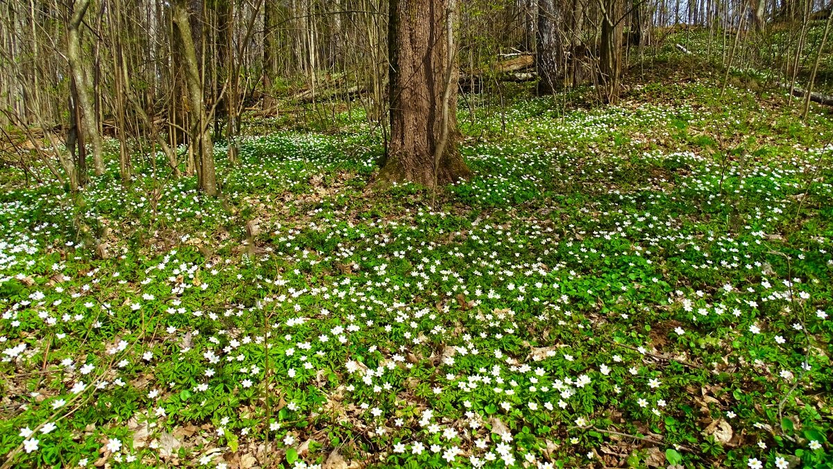 Море ветрениц - Милешкин Владимир Алексеевич Море ветрениц - Милешкин Владимир Алексеевич