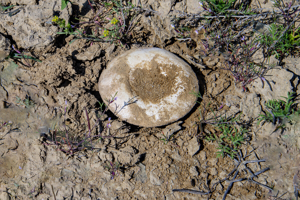 Гриб - Анатолий Чикчирный