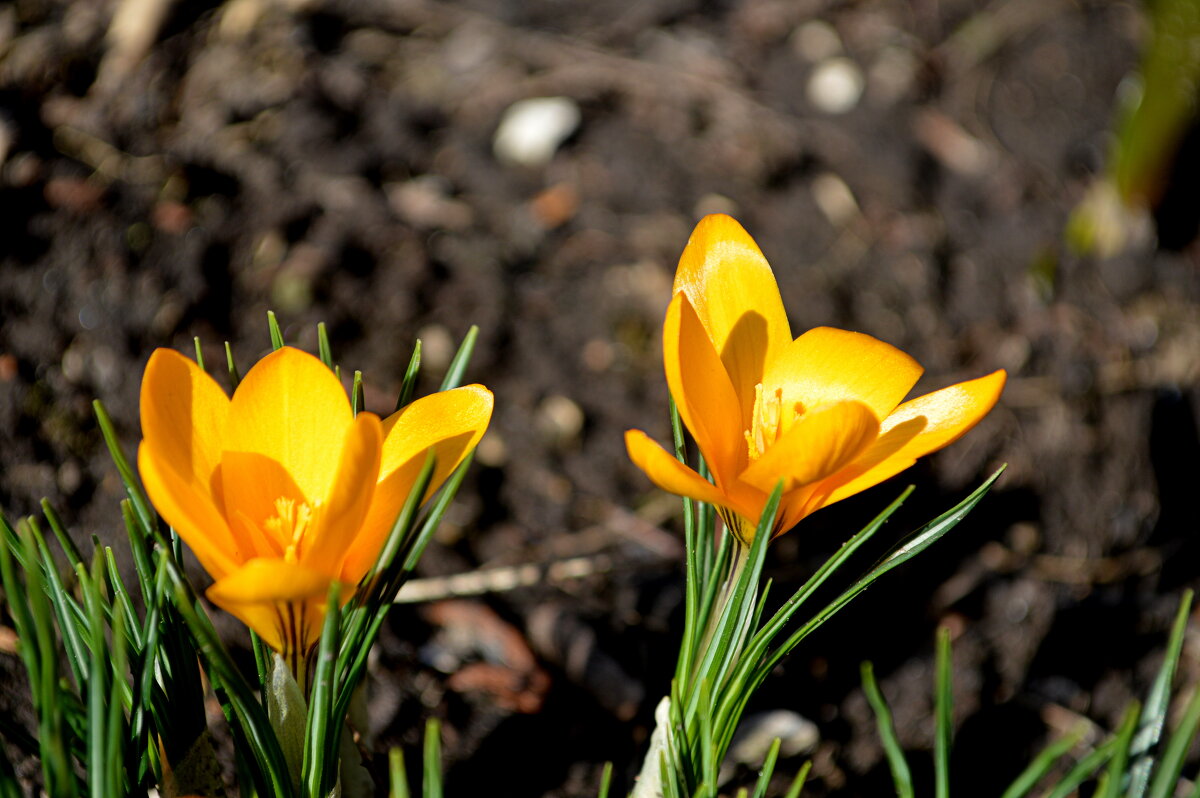 Навстречу солнцу - Татьяна Лютаева Навстречу солнцу - Татьяна Лютаева