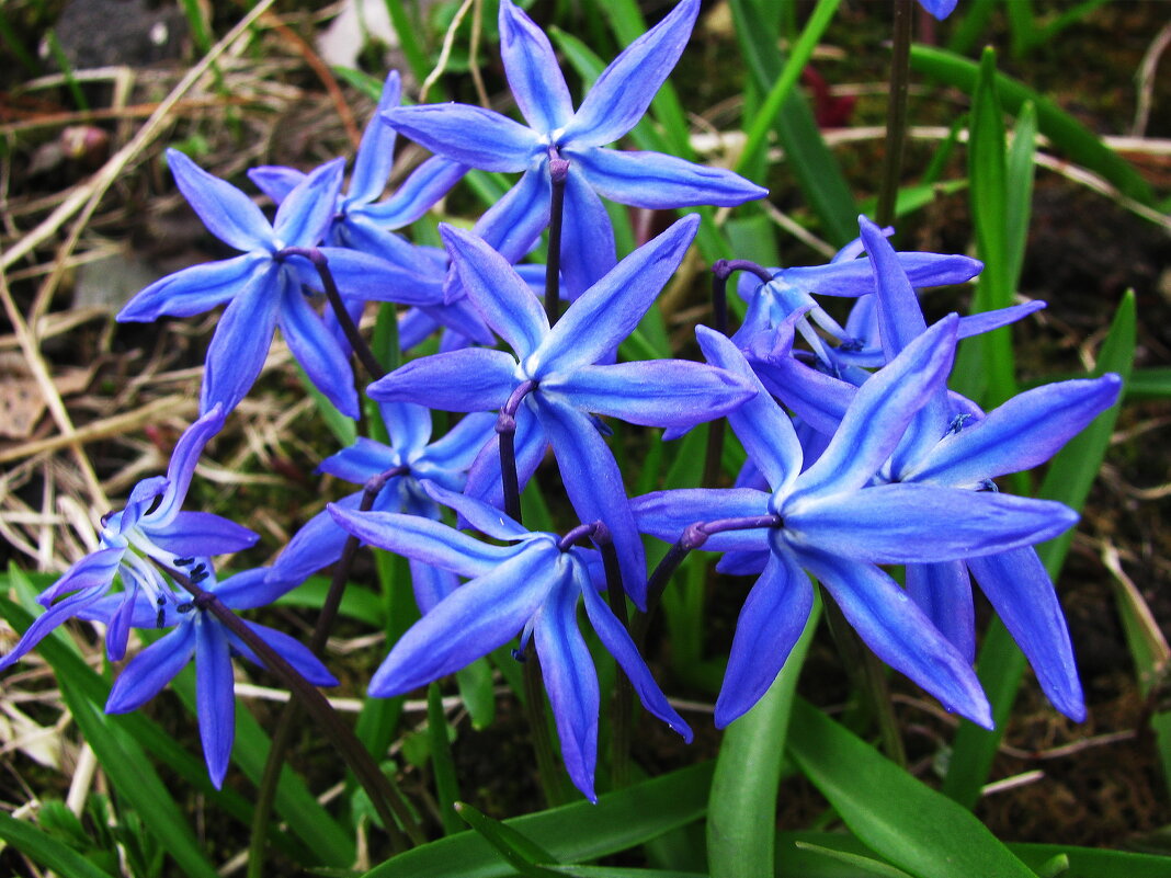 Нежность - Людмила Смородинская