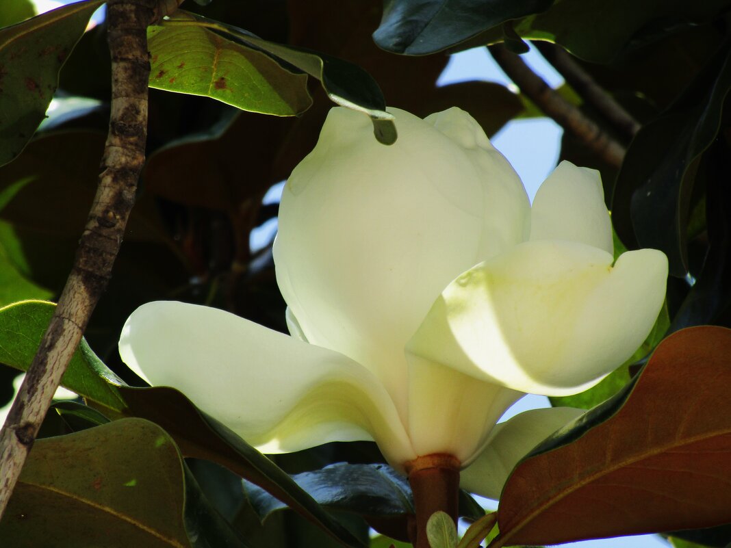 Магнолия - Елена Шаламова