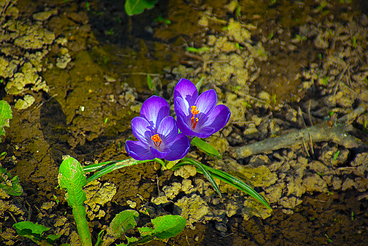 ПЕРВЫЕ - Владимир Кроливец ПЕРВЫЕ - Владимир Кроливец