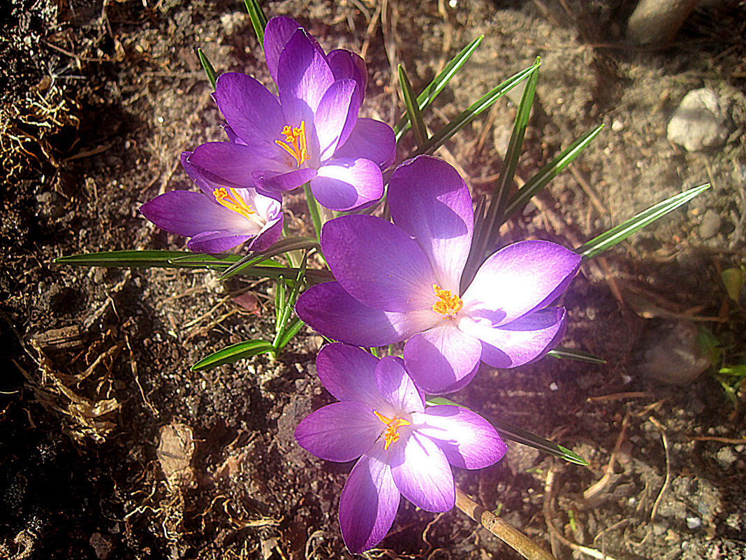 Весеннее - Елена Семигина Весеннее - Елена Семигина