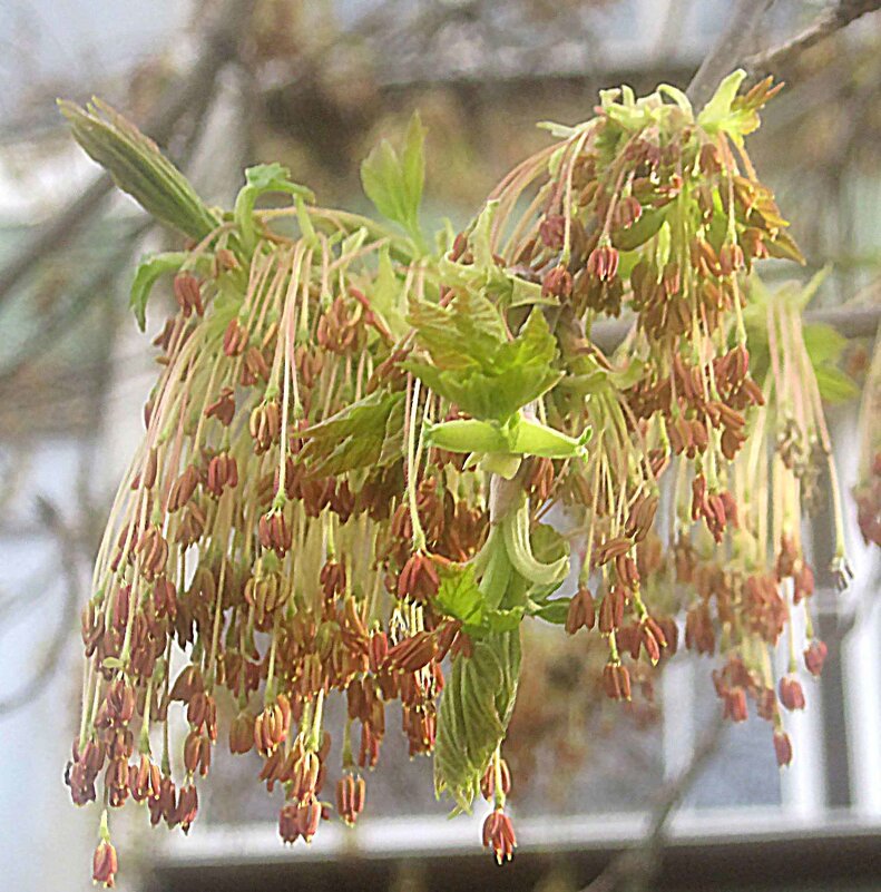 Мелодия весны - Елена Семигина