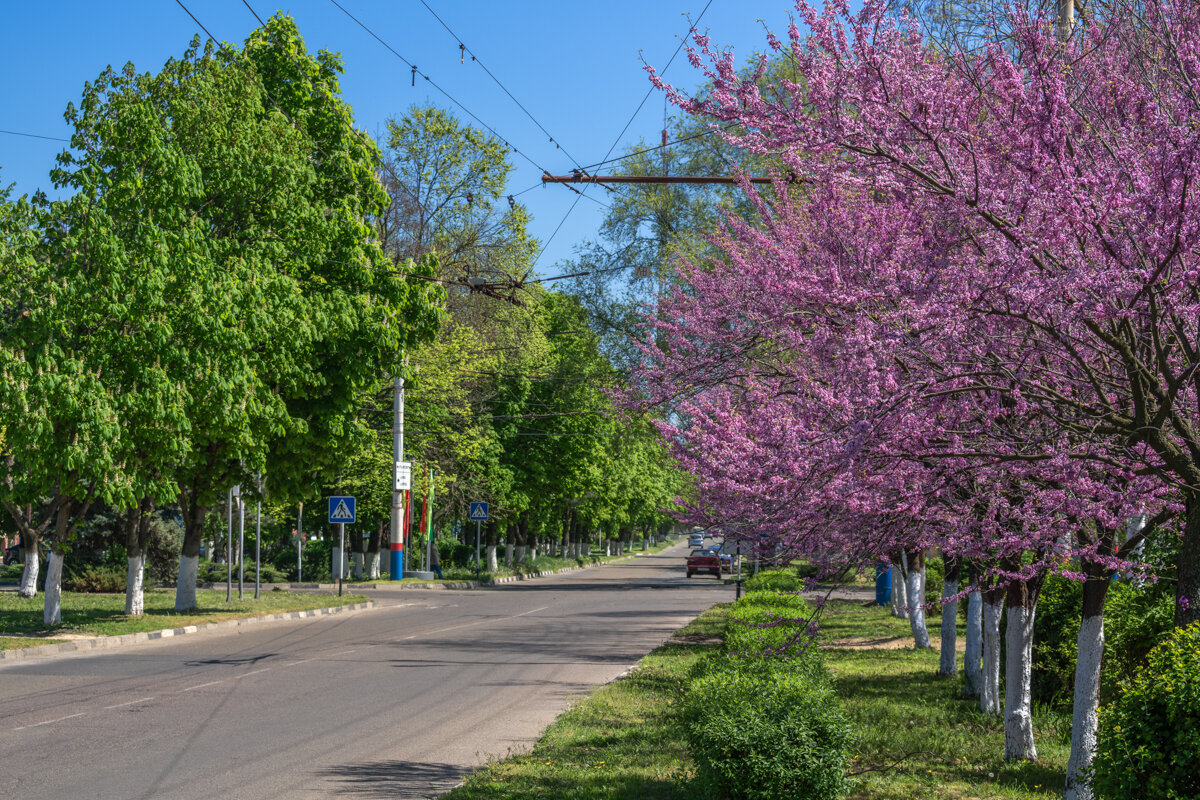 Багряник - Игорь Сикорский