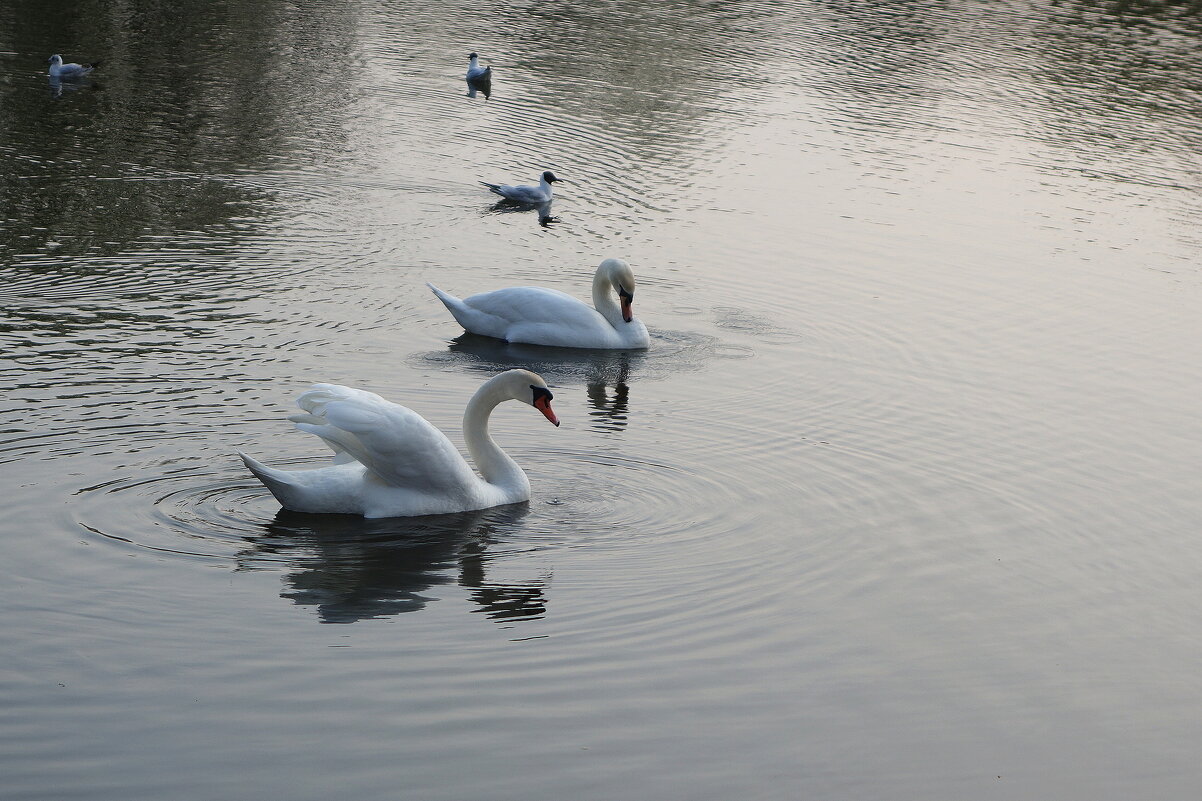 Вечером в городском парке - Рита Симонова Вечером в городском парке - Рита Симонова