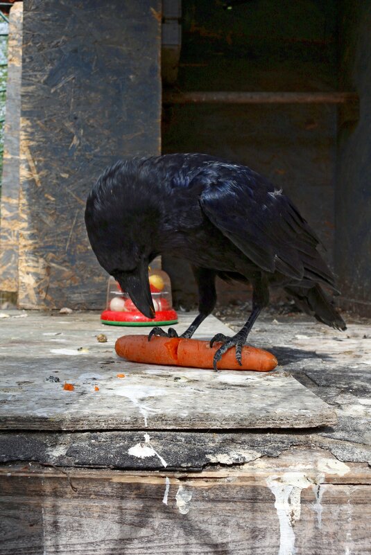 Добыча - Ольга 