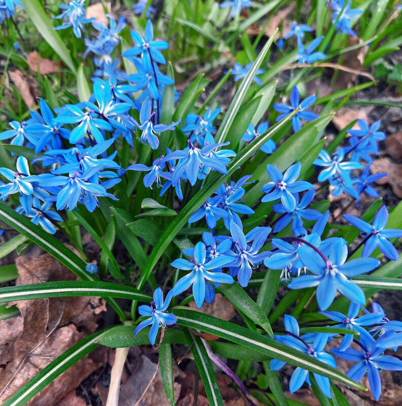 То синеглазые пролески мерцают брызгами небесной синевы... - Ирина Румянцева То синеглазые пролески мерцают брызгами небесной синевы... - Ирина Румянцева