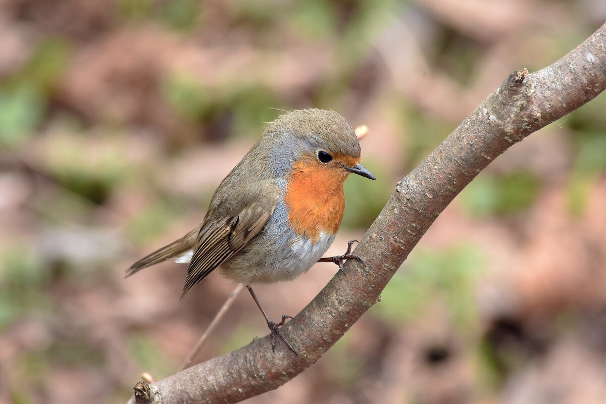 Малиновка - Алексей . Малиновка - Алексей .