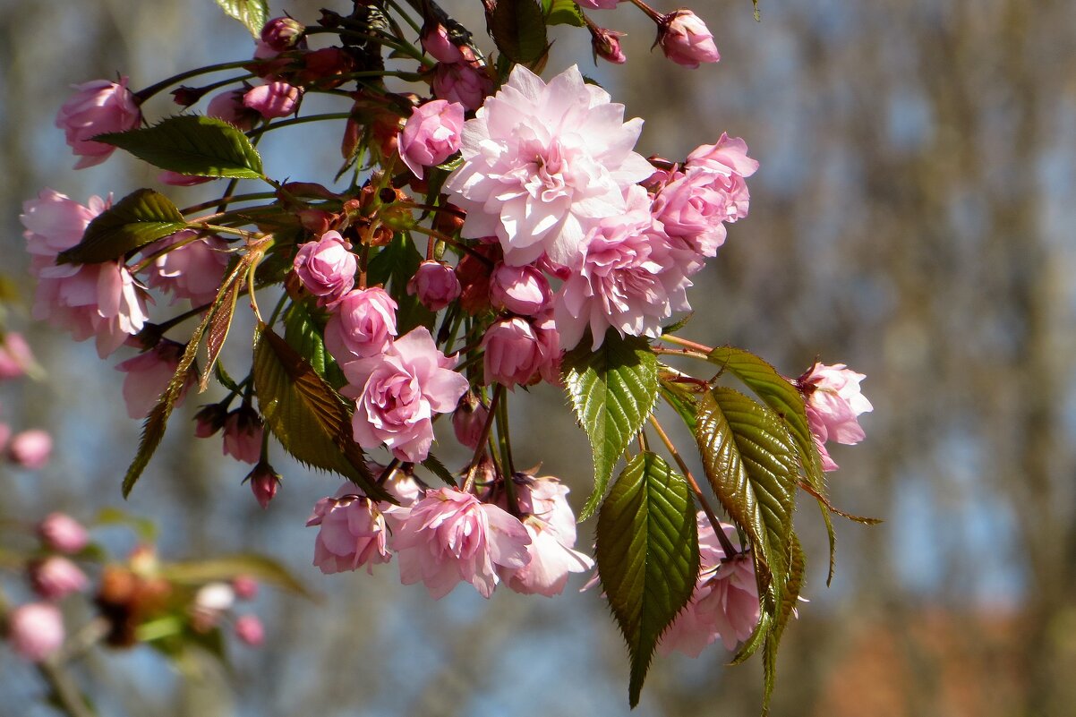 Мой цветущий город. Сакура - Татьяна Смоляниченко