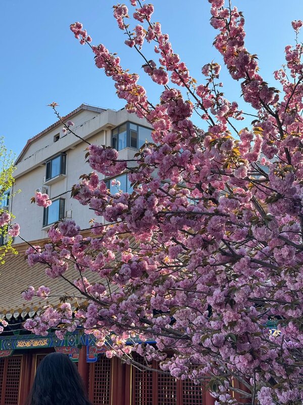 Весна в Китае - Ирэн Весна в Китае - Ирэн