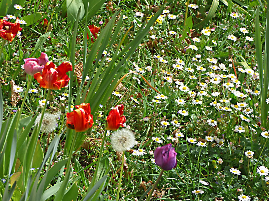ЦВЕТУЩИЙ АПРЕЛЬ -1 - Елена Куприянова 