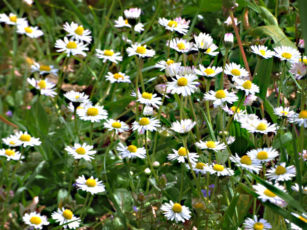 ЦВЕТУЩИЙ АПРЕЛЬ -2 - Елена Куприянова 