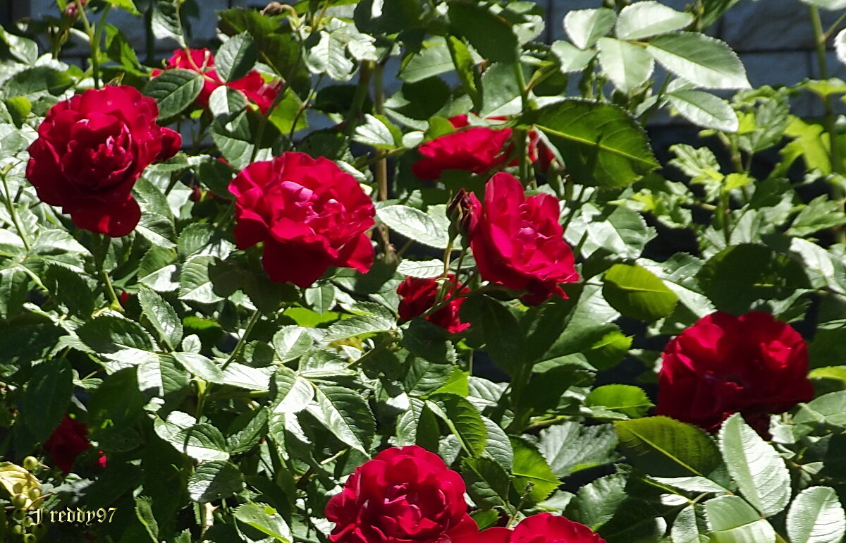Розы - Freddy 97