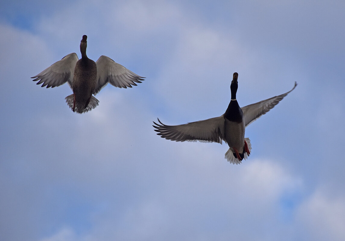 Танец в небе! - Валентина  Нефёдова 