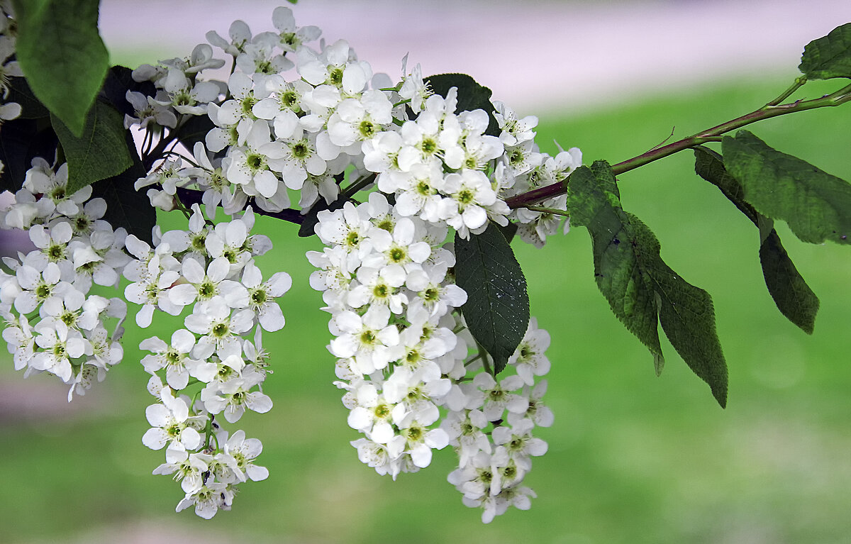 ***** - Андроник Александр ***** - Андроник Александр