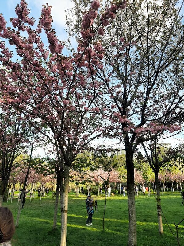 «Черешневый лес». - Tata Wolf «Черешневый лес». - Tata Wolf