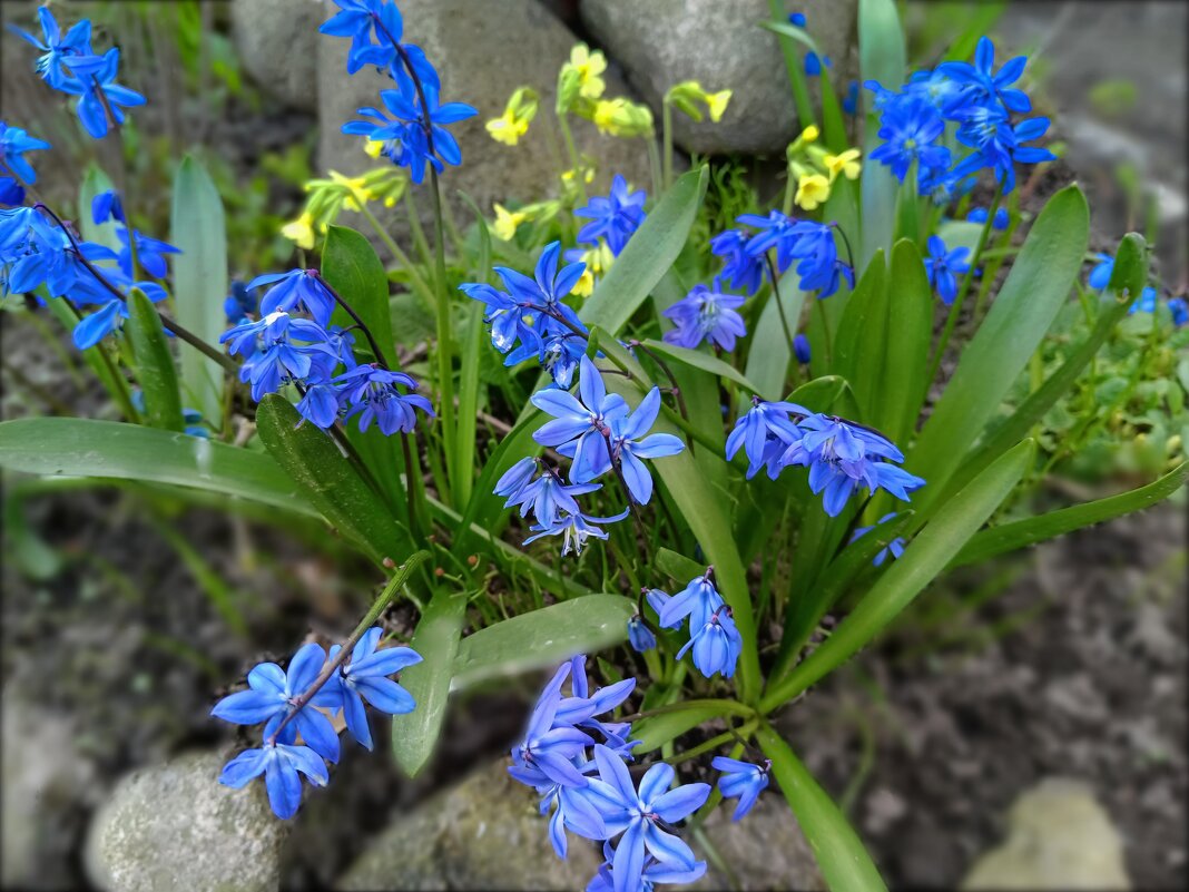 Весенние радости... - Мария Васильева Весенние радости... - Мария Васильева