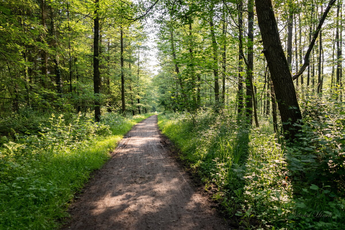 По лесопарку... - Николай Гирш