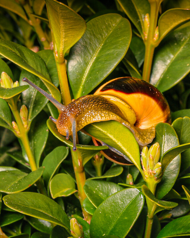 улитка - Александр Александр
