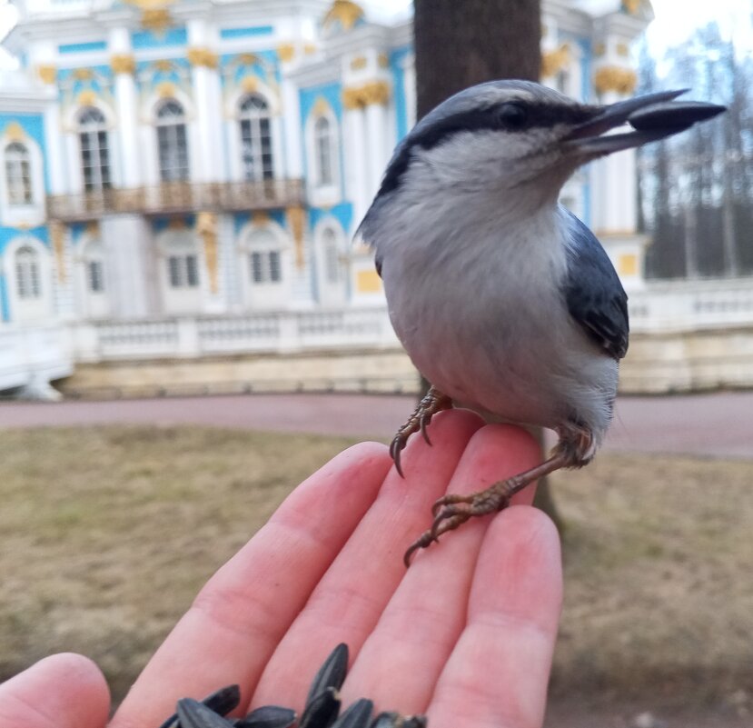 Поползень - Сапсан 